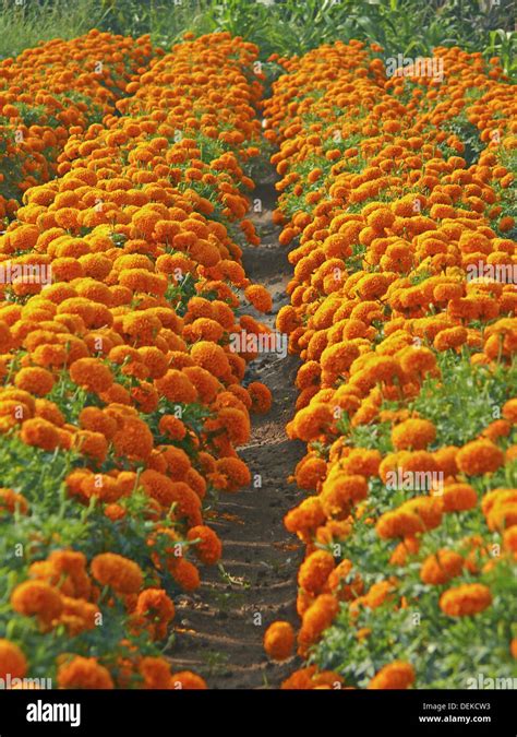 Field Of Marigold Flower Botanical Calendula Officinalis Linn
