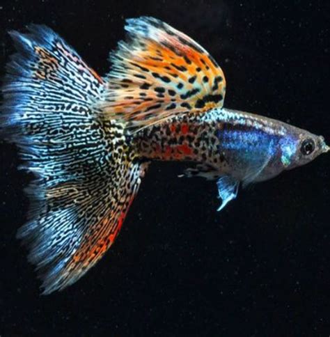 Get latest info on betta fish, siamese fighting fish, suppliers, manufacturers, wholesalers, traders, wholesale suppliers with betta fish prices for buying. Guppies Online, guppy fish guppy fish tank guppy fish food ...