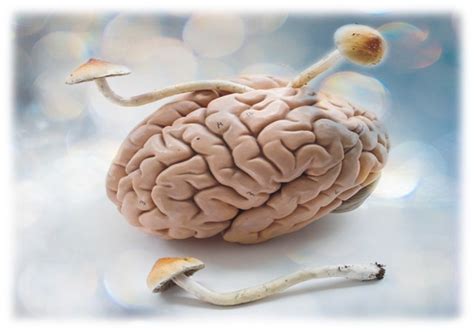 The Mind Body And Soul Advantages Of Psilocybin And Magic Mushrooms