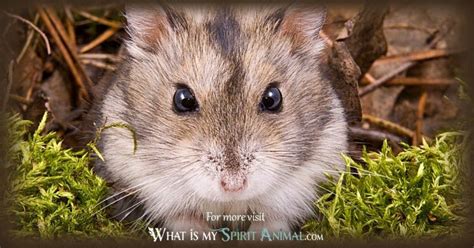 Hamster Symbolism And Meaning Spirit Totem And Power Animal