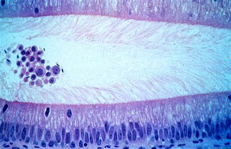 Hls Epithelial Tissue Surface Specializations And Glands