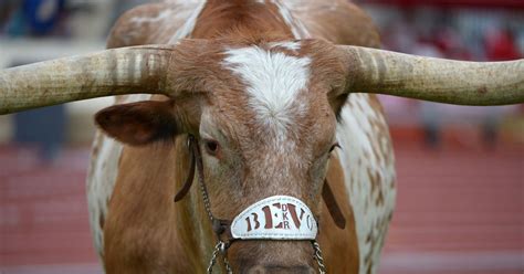 University Of Texas Sets Date To Reveal Bevo Xv Bevo Cute Animals