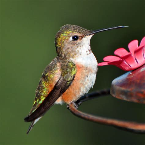 The rufous hummingbird