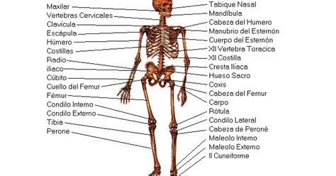 El Jardín Botánico Act 4 Lab 3 Los Huesos Del Cuerpo Humano