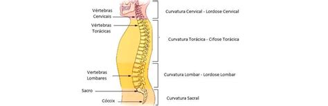 Coluna Vertebral Anatomia E Fisioterapia Blog Soufisio