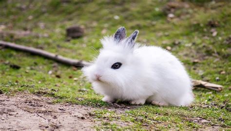 The average price for the lionhead breed in the uk is Lionhead rabbit breeds, Care, Size, Diet, Personality and ...