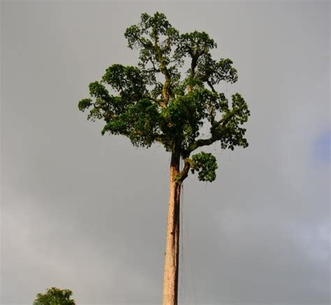 Untuk pengetahuan anda, pokok paling tinggi di dunia diberi nama hyperion, adalah 3 meter lebih tinggi berbanding stratosphere giant, dengan ketinggian 116 meter. 10 Pohon Tertinggi di Dunia - The Guzlint