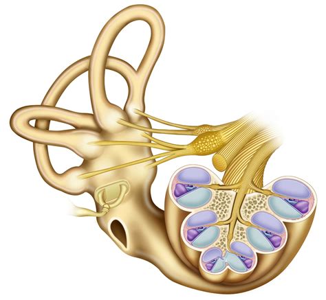 Ear Cochlea Diagram