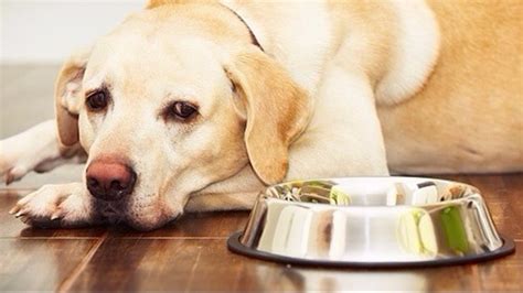 4.6 out of 5 stars with 501 ratings. FDA expands Hills dog food recall to include 25 canned ...