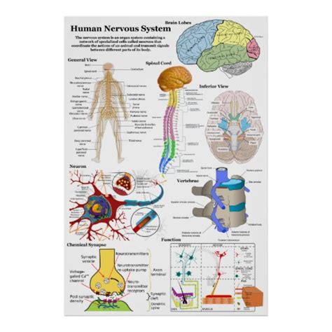 We explore the types of cells involved, the regions of. Human Brain and Central Nervous System Diagram Poster | Zazzle.com