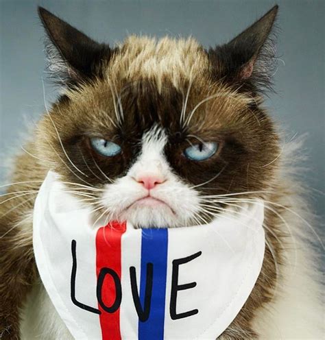 Grumpy Cat April 24th 2017 Grumpy Cat Meme Grumpy Cat Funny Cat