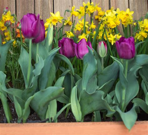 Aug 03, 2020 · plant characteristics. How to Grow a Cut Flower Garden - Natalie Linda