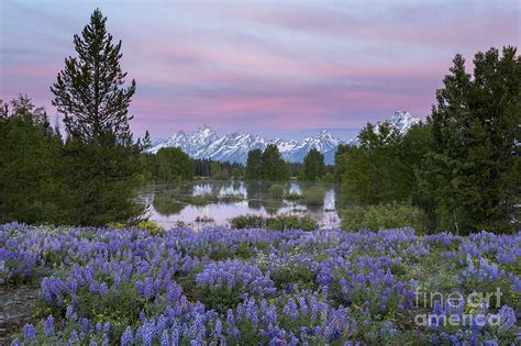 Wildflowers And Teton Mountains Photograph By Mike Cavaroc Fine Art