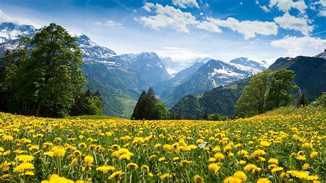 Free Download Sunflower Field Under White And Blue Cloudy Sky Alps
