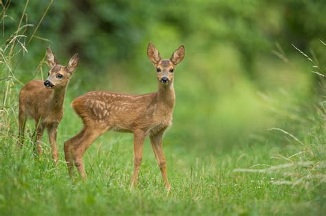 What Is A Baby Deer Called Names Of Baby Deer World Deer