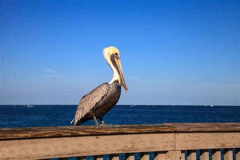 16 Types Of Florida Beach Birds With Pictures Birdwatching Tips