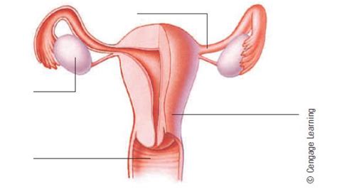 What happens during the menstrual cycle? Label the parts of the female reproductive system and list ...