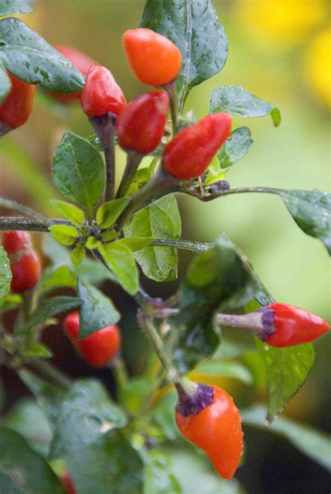 The bolivian rainbow, capsicum annuum from bolivia, beautiful looking plant that gets its name provided to azclip by dig dis! Capsicum annuum 'Bolivian rainbow' | WikiGardener | Fandom ...