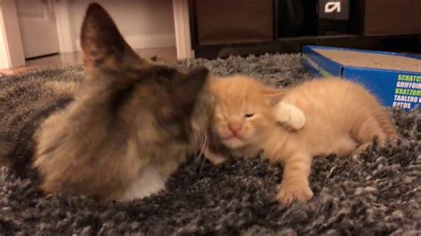 Kitten Videos Little Kittens Meowing And Talking Cute Cat Video