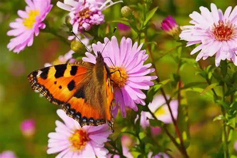 Small Tortoiseshell Butterfly Identification Facts And Pictures