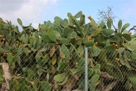 When i hear the word cactus, the classic saguaro with it's thick barrel body and mammillaria hahniana (old lady cactus) is a cactus with solitary or clustered stems covered with dense white bristles and fine spines. A Large Mesh Of Pins Tied Together With A Red Cord ...