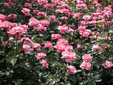 ‘queen Elizabeth Grandiflora Rose Bush Is One Of The Best Selling