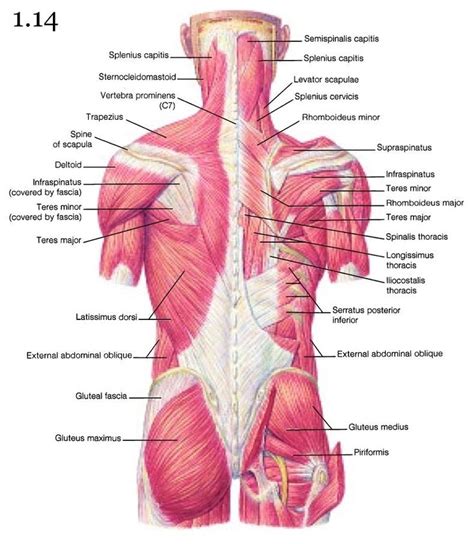 Female Shoulder Muscles Diagram Latissimus Dorsi Muscle Shoulder