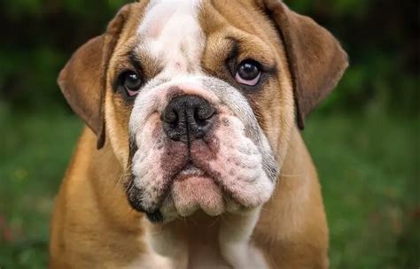 What Causes Tear Stains In French Bulldogs How To Stop Them