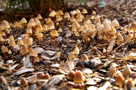 How To Get Rid Of Mushrooms Growing In Mulch The Easy Way In 2023