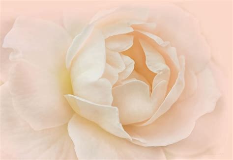 Just Peachy Rose Flower Photograph By Jennie Marie Schell Pixels