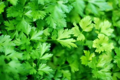 What Is Parsley