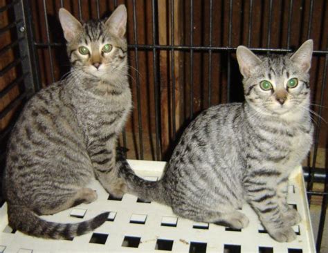 The lifespan of orange tabby cats depends on their particular breed and not cover patterns. Bengal / Silver Tabby Kittens for Sale in Bon Aqua ...