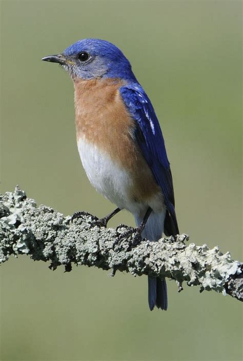 Eastern Bluebird Sialia Sialis Blue Bird Eastern Bluebird