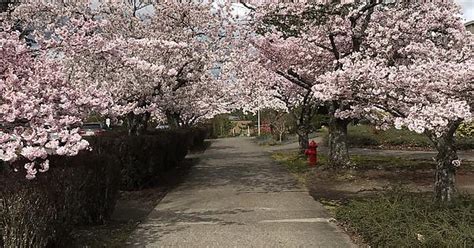 Cherry Blossoms Album On Imgur