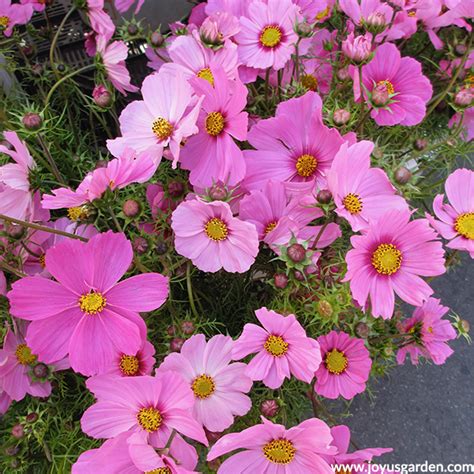 These are the flowers that bloom all summer and then say 'adieu' when the cold sets in. Colorful Summer Annuals for the Full Sun | Joy Us Garden