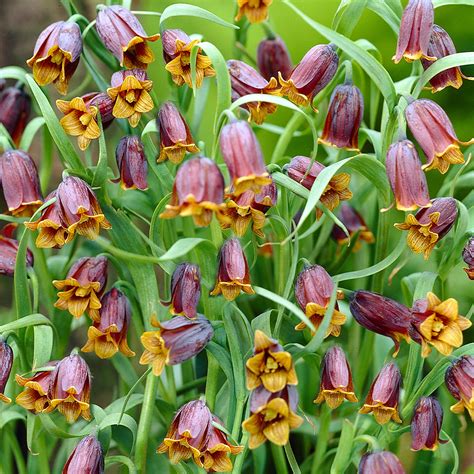 Shop Fritillaria Uva Vulpis J Parkers