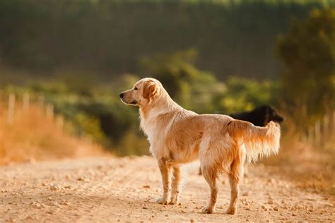 Greenwood, SC 29649 Veterinary Jobs | Kinard Animal Hospital