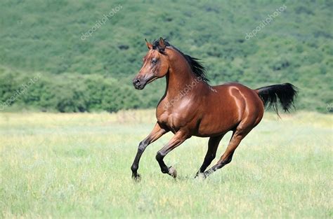 Also, discover what factors affect the arabian horse price and arabians are not only one of the oldest breeds of horses, but also one of the most beautiful. Beautiful brown arabian horse running gallop on pasture ...