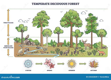Temperate Deciduous Forest Tree And Shrub Foliage Description Outline