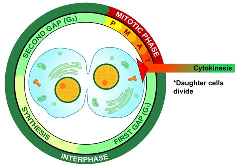 We did not find results for: Difference Between Mitosis and Cytokinesis - Pediaa.Com