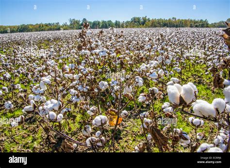 Cotton Agriculture Hi Res Stock Photography And Images Alamy