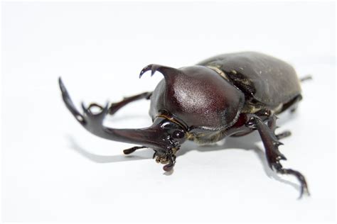 Gambar : hewan, serangga, fauna, invertebrata, merapatkan, unicorn