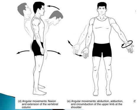 Types Of Body Movements 2 Diagram Quizlet