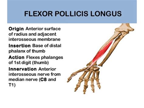 Identify the muscles fpl, fcu, fcr, fds and fdp by either following their tendon from their insertion or by their anatomical relation to each other. 屈拇長肌(Flexor pollicis longus muscle, FPL) | 職能治療陪你居家復健