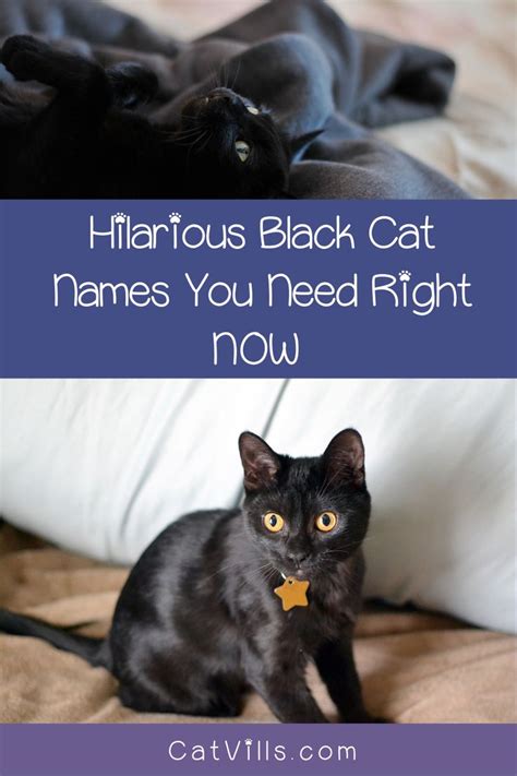 My mother named her black cat mephistopheles. 20 Absolutely Adorable & Hilarious Black Cat Names in 2020