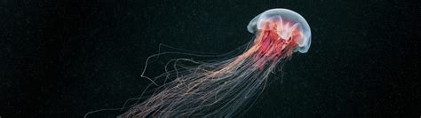 We did not find results for: Wallpaper : ultrawide, jellyfish, sea life, animals ...