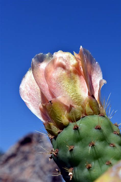 Free Picture Nature Flower Cactus Desert Plant Blue Sky
