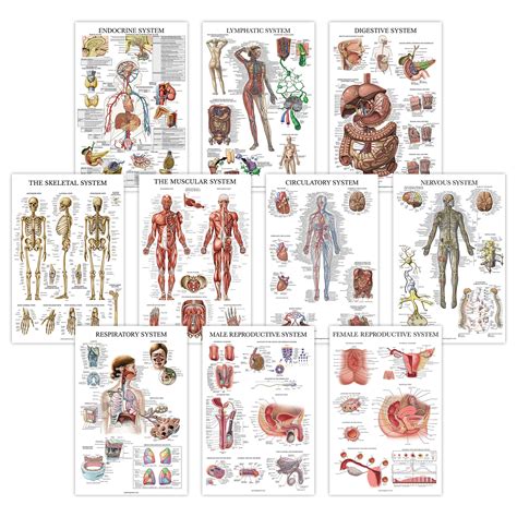 Buy 10 Pack Anatomical Poster Set Laminated Muscular Skeletal
