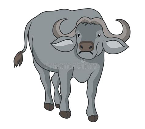 African Buffalo Illustration Vector Buffalo Vector Stock Image Stock
