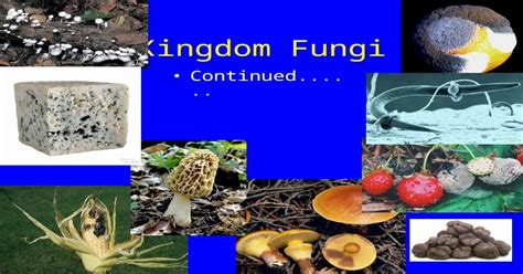 Kingdom Fungi Continued Fungal Phyla 3 Phyla But 4 Groups
